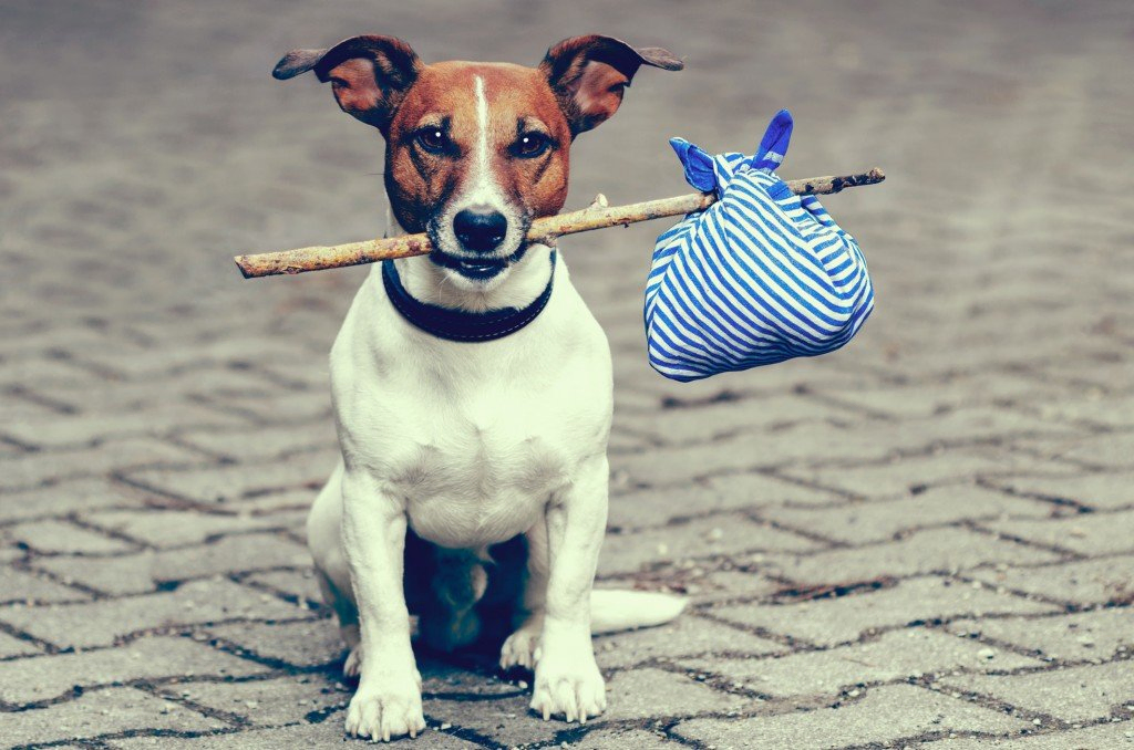 dog with a stick