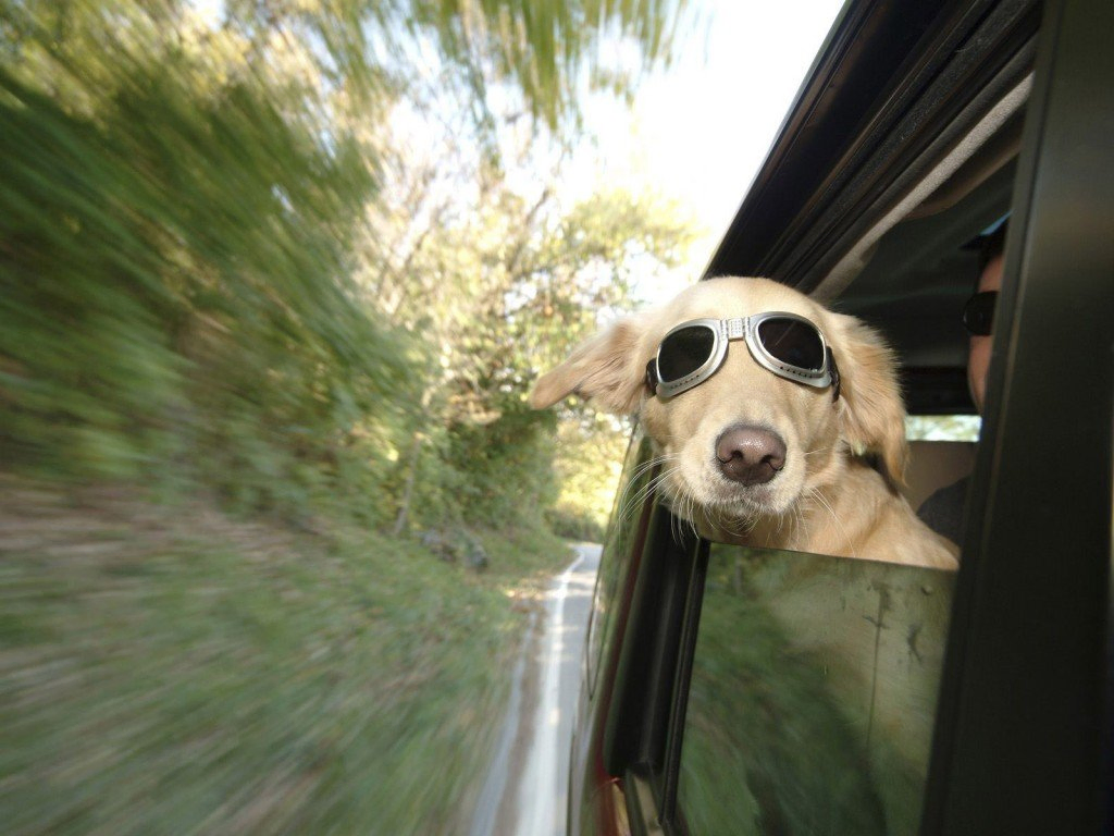 traveling with a dog
