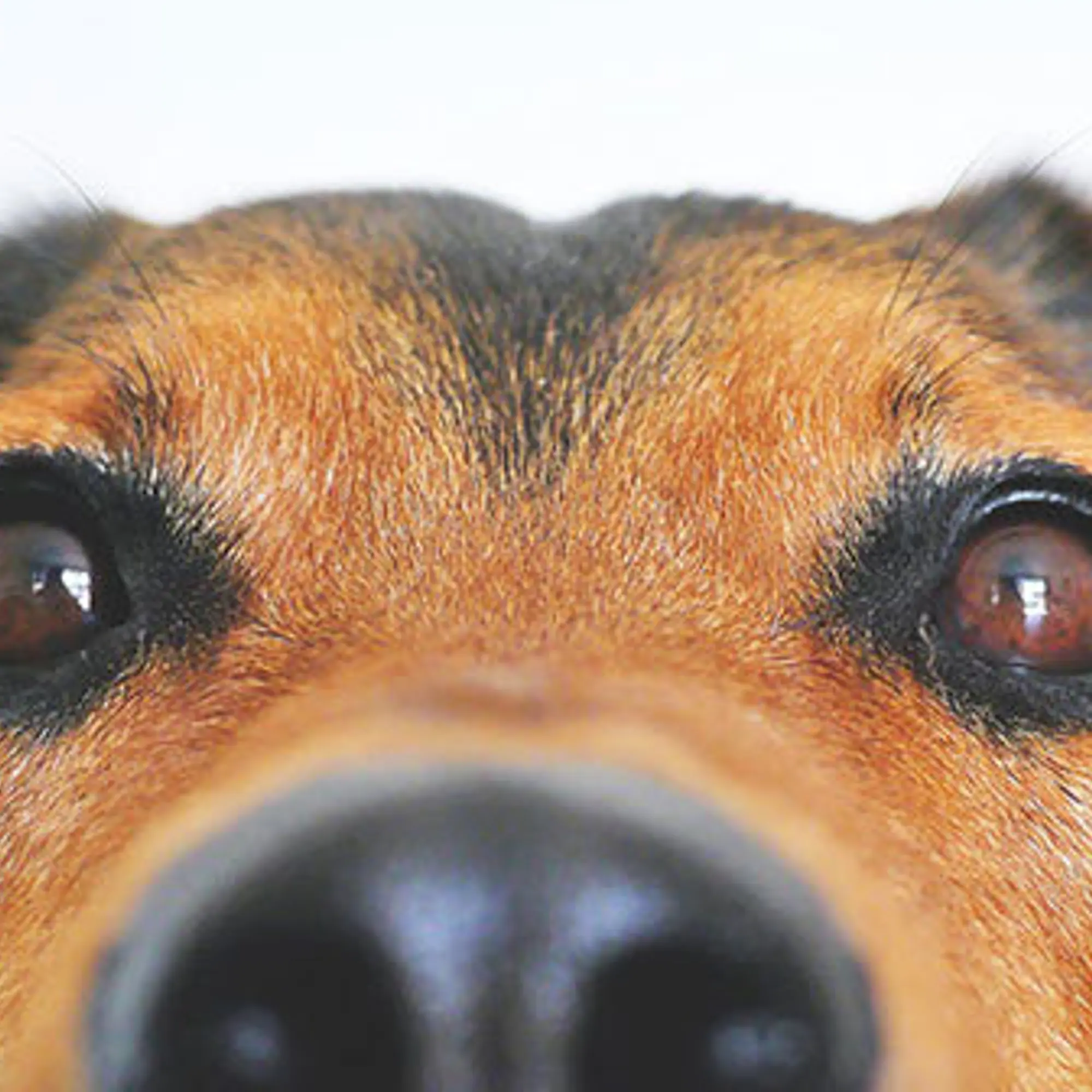 dog in rental unit