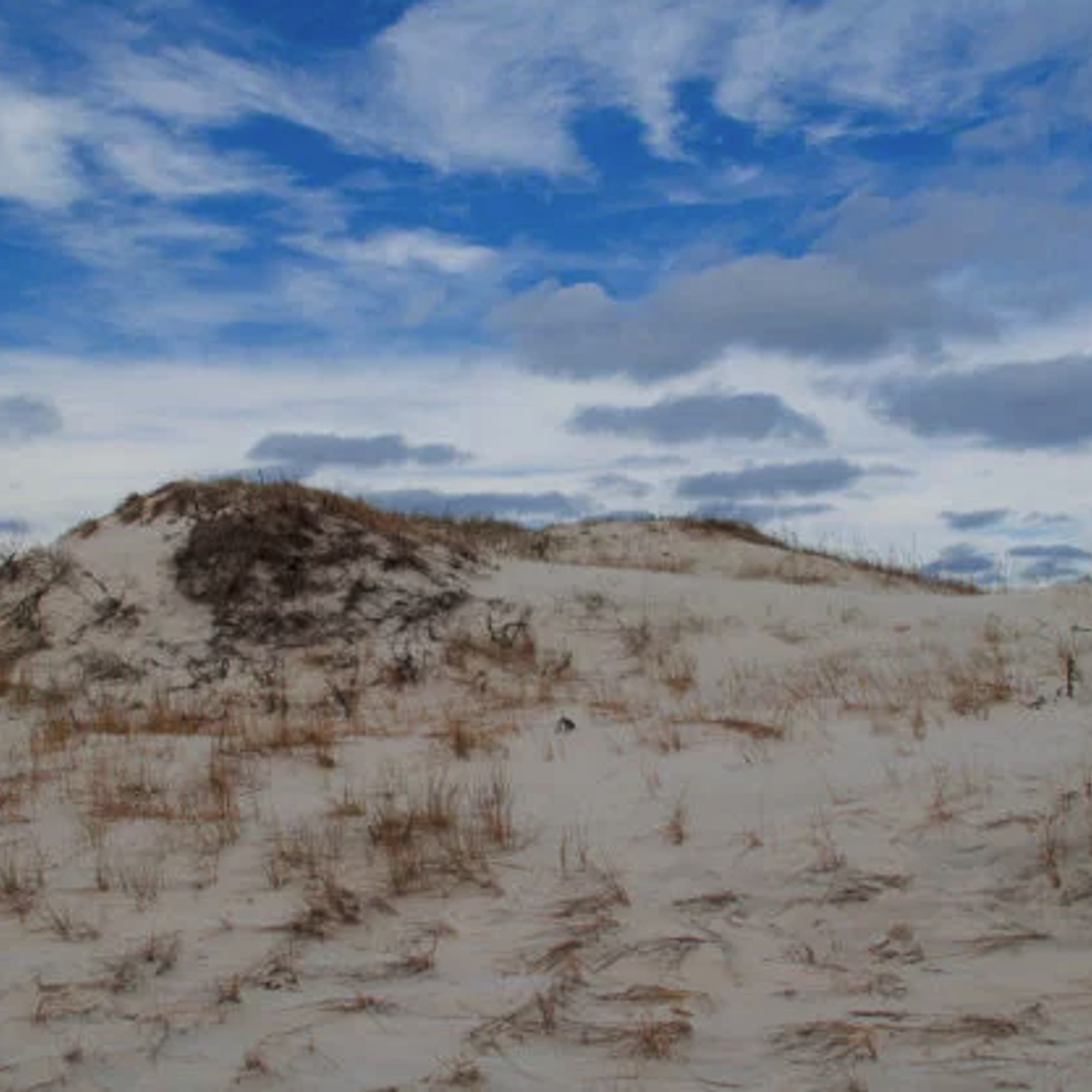 marsh on the beach